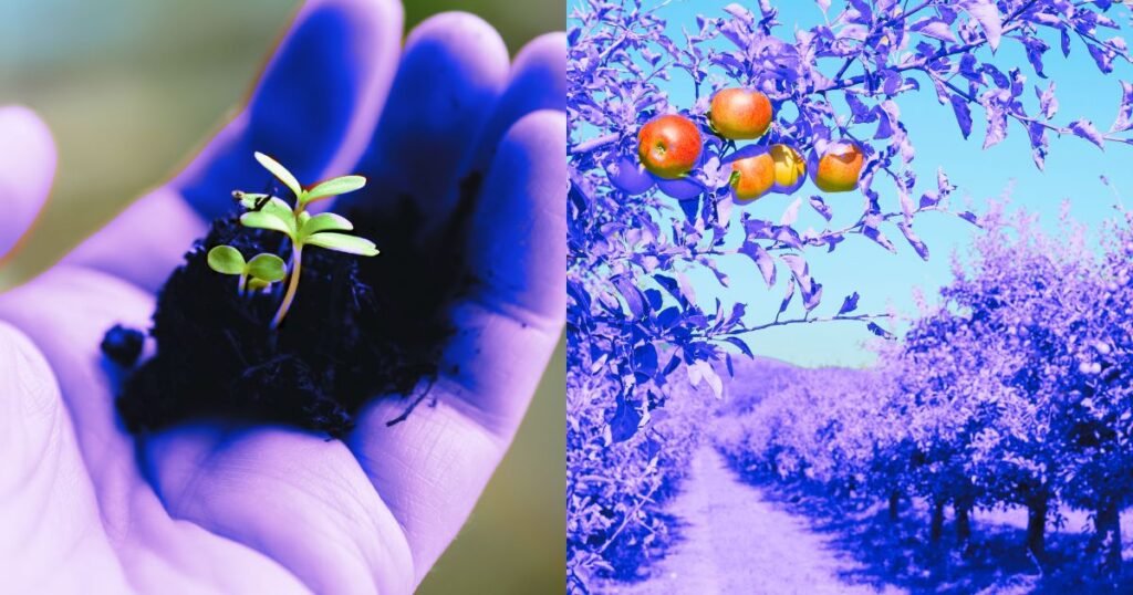 Image divisée en deux photos : une main tenant un plant et un champs prêt à être récolté