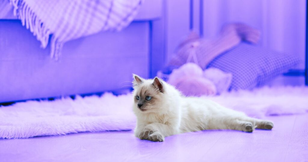 Un beau chat de race assis près d'un tapis et d'un canapé