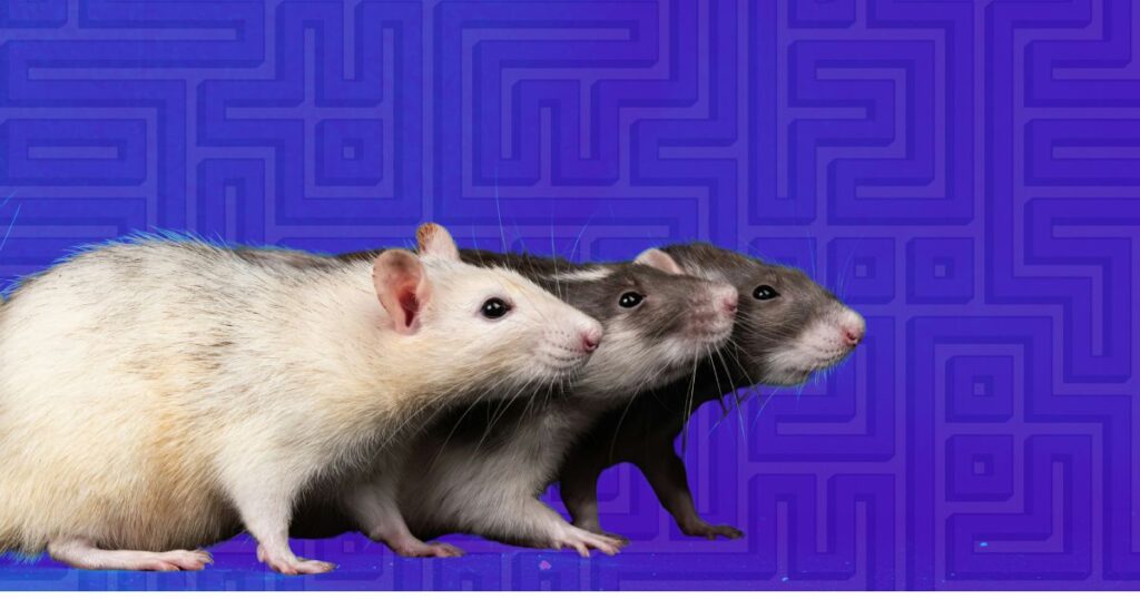 Trois rats sont alignés dans une posture d'attente, illustrant les expériences de laboratoire